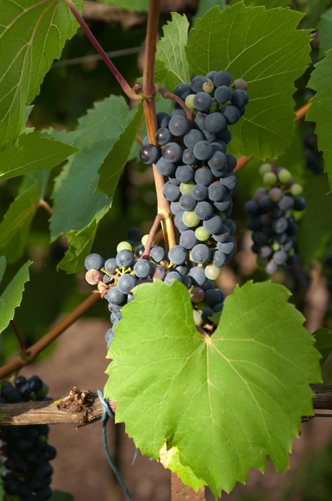 reportage photo vin vigne pour domaine viticole