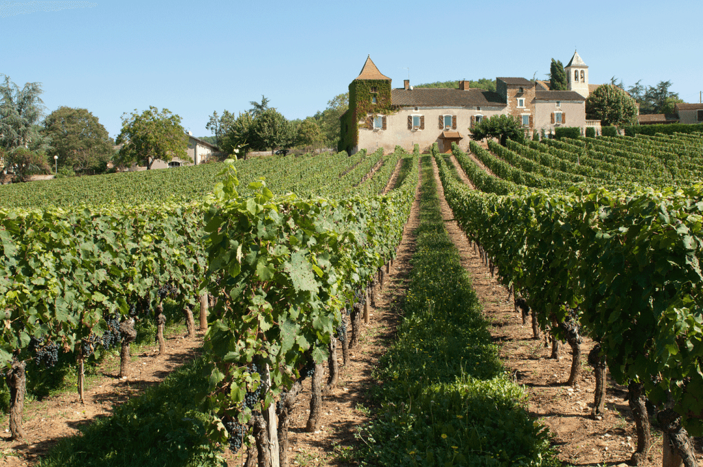 reportage photo pour châteaux et vignobles