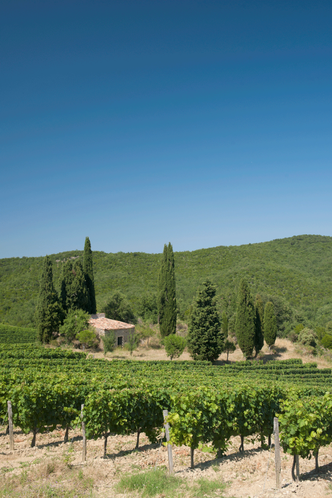 reportage photo vignes et vignobles du sud de la France