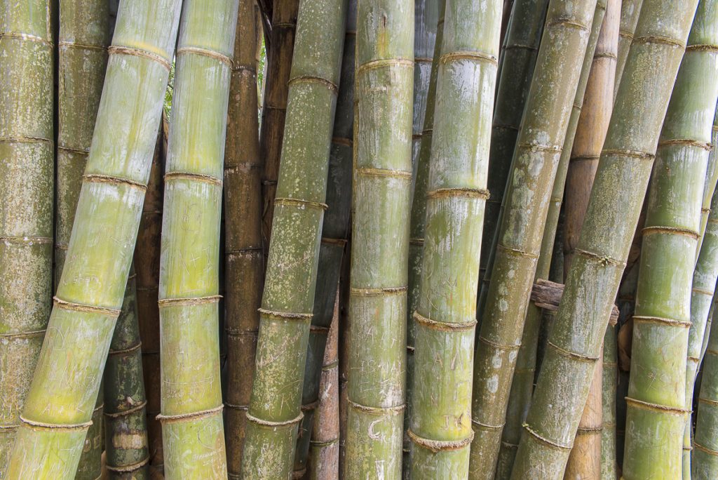 bambou photo fred Blanpain