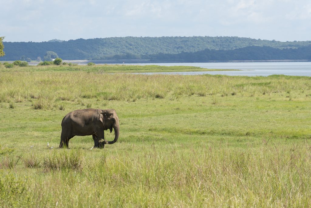 reporter photographe elephant sri lanka