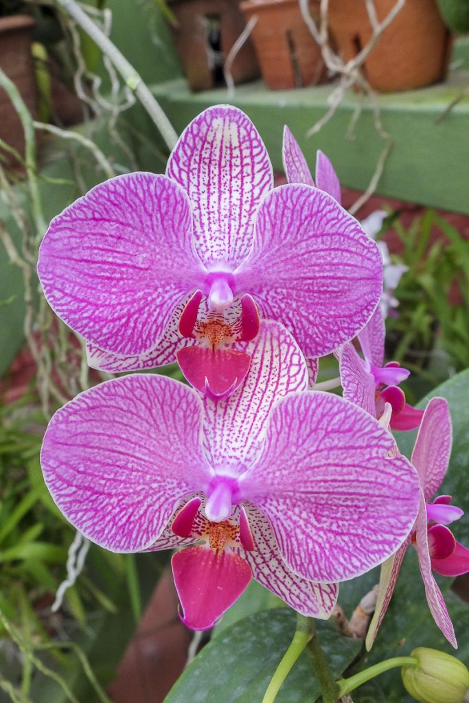 Photo orchidée